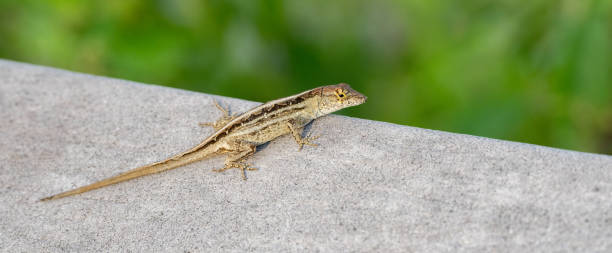 istock Anole Lizard in Everglades National Park 1474153418