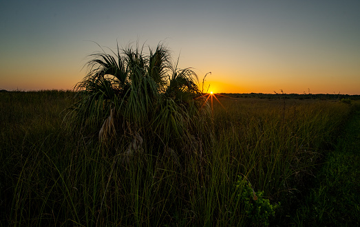 Silhouette of Palm Trees at Sunset in Everglades National Park