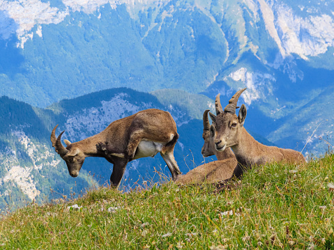 Photo hike on the mountain La Tournette and its wild ibexes on Annecy and its lake, in Haute-Savoie, France