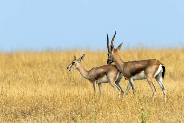 istock Male gazelle nagging a young one 1474153989