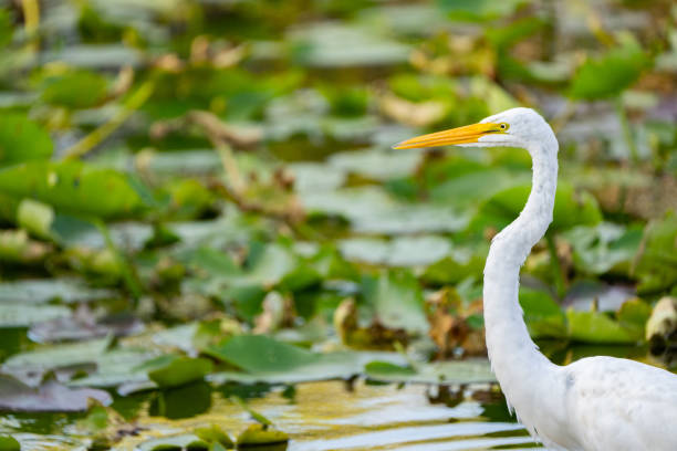 istock An Egret Wades in the Everglades 1474154247