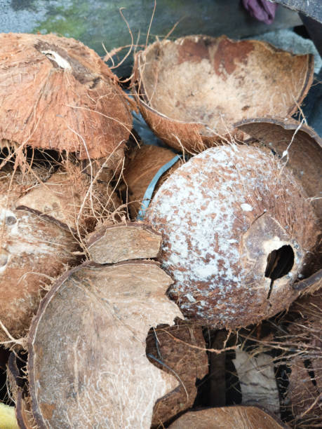 Photo of rotten coconut shells