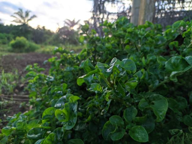 istock Brazilian spinach plant 1474154490