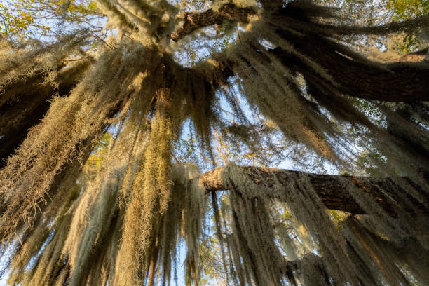 istock Spanish Moss Hangs from a Tree in Everglades National Park 1474154677