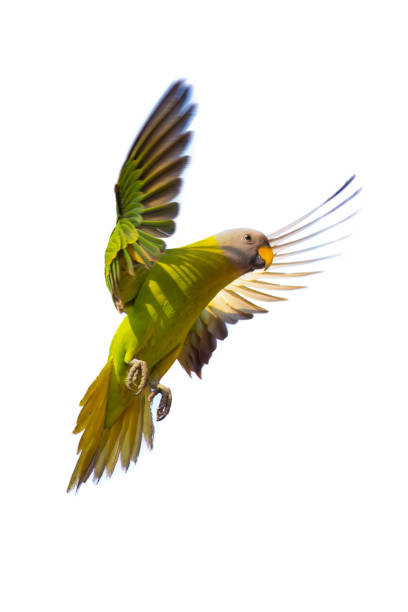 istock Blossom-headed Parakeet flapping wings in mid air isolated on white background 1474155346