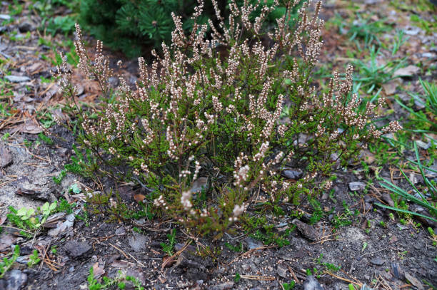 istock blooming heather in the autumn forest close-up 1474155955