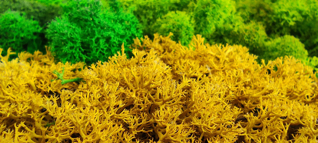 colorful decorative preserved forest moss reindeer moss for interior decoration close-up