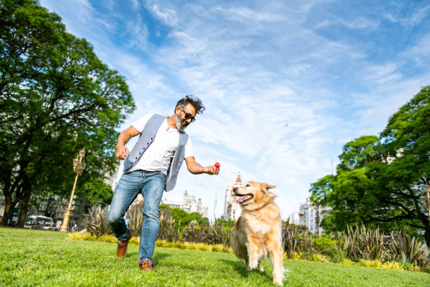 homem maduro que treina o golden retriever - men jogging running sports training - fotografias e filmes do acervo