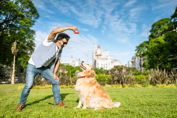 istock Mature man training golden retriever 1474157899