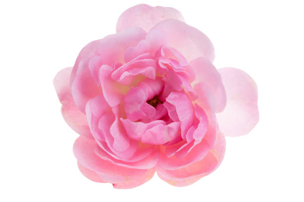 istock beautiful pink rose isolated 1474159277