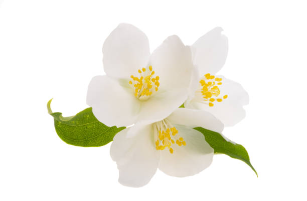 istock jasmine flowers isolated 1474159294