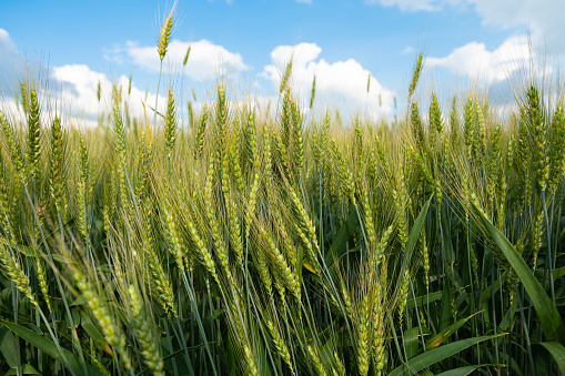 wheat field on a sunny day