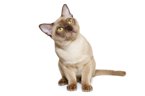 Curious European Burmese cat, isolated on a white background