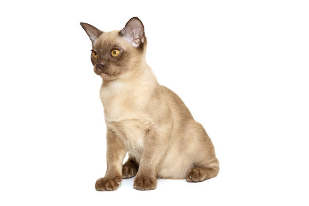 istock Curious European Burmese cat 1474161206