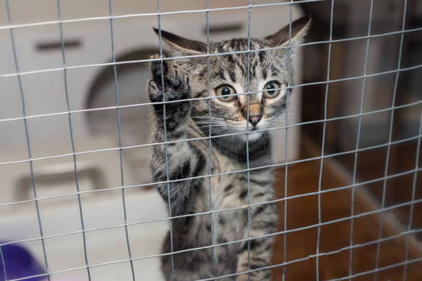 istock Little kitten in a shelter cage 1474161709