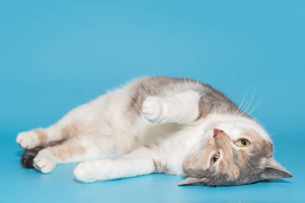 istock Tricolor cat playing lying down 1474161771