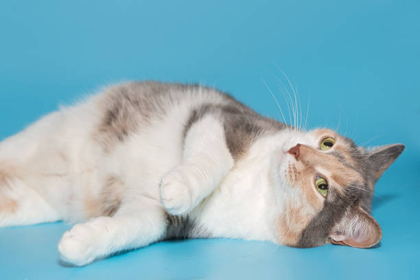 istock Tricolor cat playing lying down 1474161772
