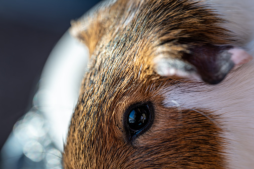 Selective focus on Guinea pig eye looking towards camera. High quality photo