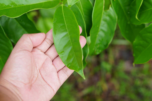 istock world environment day concept human hand touching leaf 1474162616
