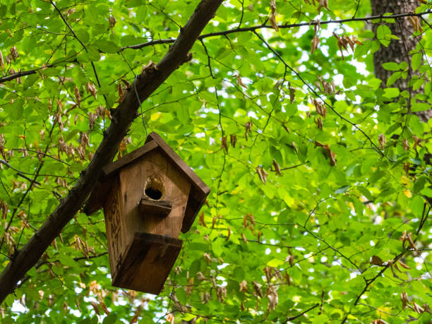 istock Suspended Bird's Nest in Autumn Tree 1474163183