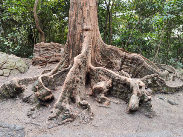 istock Large tree roots, Hong Kong 1474163425