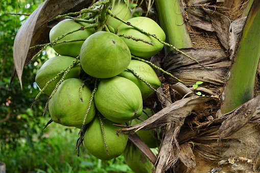 perfumed coconut in the tree