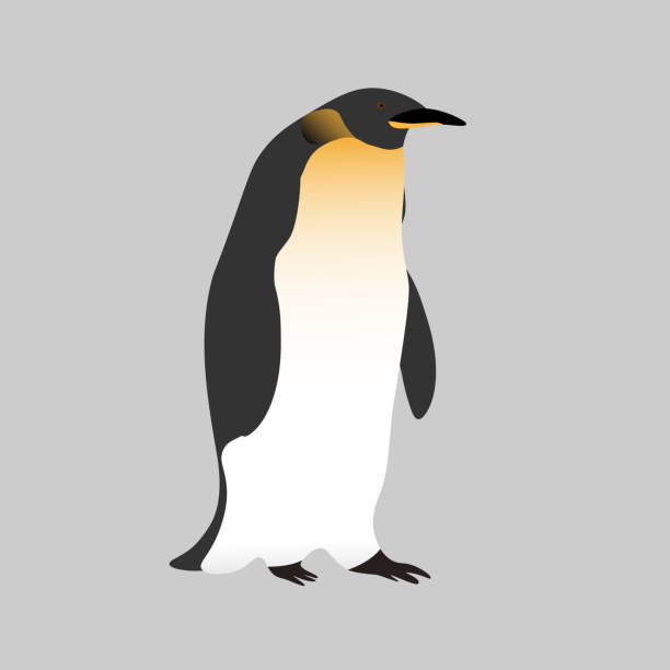 niedlicher realistischer kaiserpinguin auf grauem hintergrund. realistischer vogel der antarktis.editierbarer vektor für verpackung, papier, drucke und karten, unterrichtsmaterialien, designelement. - penguin young animal bird emperor penguin stock-grafiken, -clipart, -cartoons und -symbole