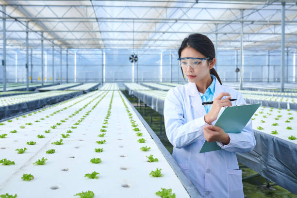 eine forscherin, die im gemüsesämlingsgewächshaus arbeitet - agriculture greenhouse research science stock-fotos und bilder