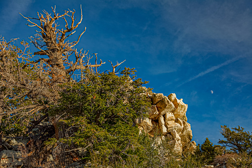 Fall color foliage throughout Great Basin National Park - Nevada.