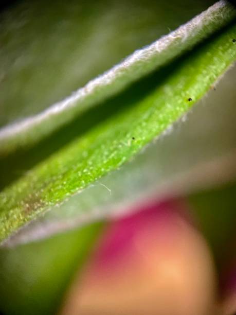 istock Green leaves macro photo 1474165414