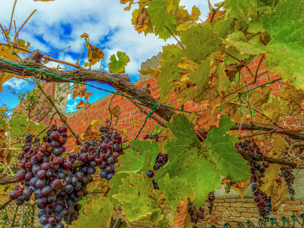 Fall color foliage hits Astudillo, a Roman era village, in Palencia, Spain.