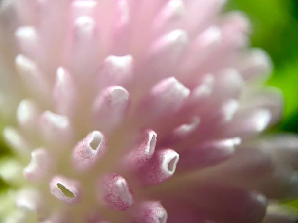 istock Chrysanthemum macro photo 1474166045