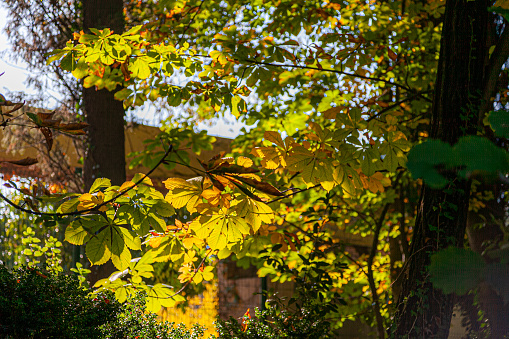 Fall color foliage hits Western Pennsylvania.