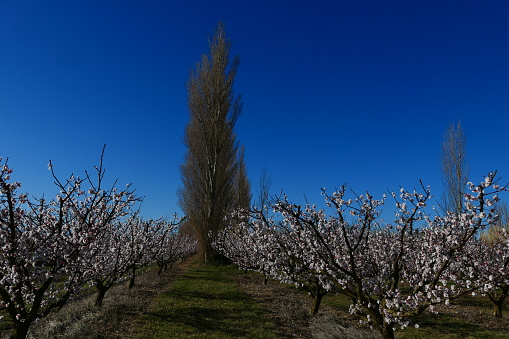 Fruit trees in flowers, Salses-le-Château, Pyrénées-Orientales