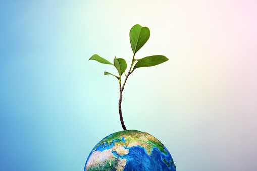 Conceptual image of Earth globe with small growing plant