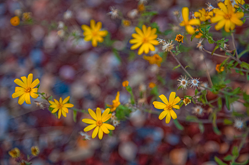 Close-up photo of a flower blooming outdoors and a large blurred background