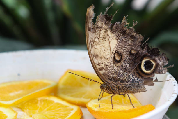 To help butterfly with its nutrition necessity, people can give them lemon-oranges