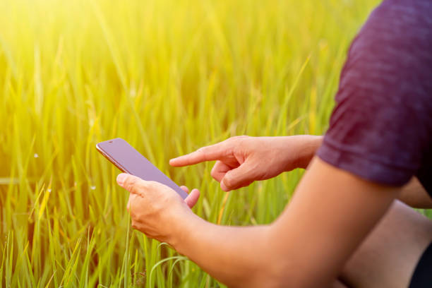 istock Closeup of a man using mobile smart phone on nature background with sunlight. 1474167494