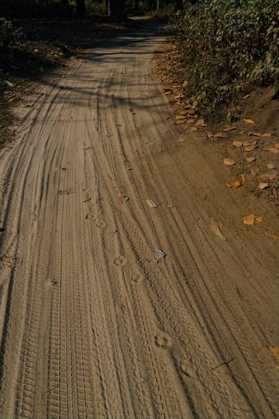 istock jungle trails towards the forest area 1474169028
