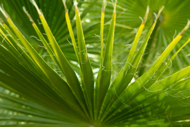 istock Green palm leaves, natural background. 1474170022