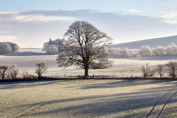 View of an oak tree in a wintery snow-covered landscape of fields and hills.