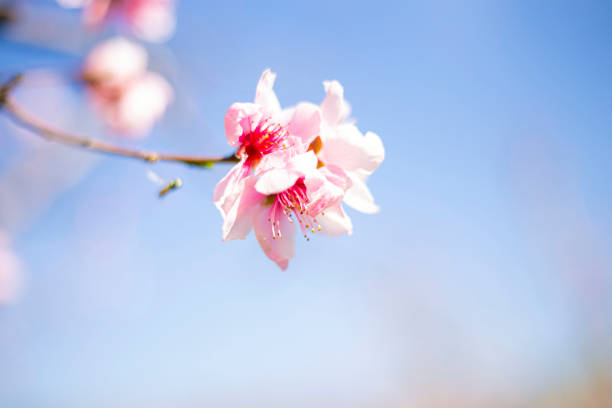 istock Fresh And Beautiful Flowers 1474170316