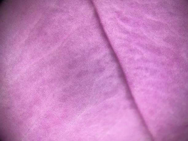 istock Rose petals macro photo 1474170372