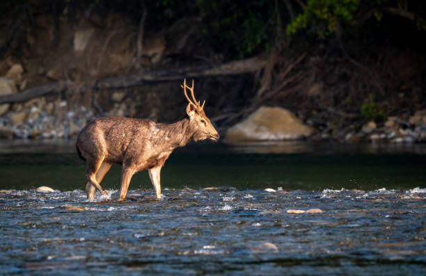 alert male sambar deer or rusa unicolor side profile walking in fast flowing ramganga river water in winter morning light at dhikala zone of jim corbett national park forest reserve uttarakhand india alerta ciervo sambar macho o perfil lateral unicolor rusa caminando en el agua del río ramganga que fluye rápidamente a la luz de la mañana en la luz de la mañana en la zona de dhikala de la reserva forestal del parque nacional jim corbett uttarakhand