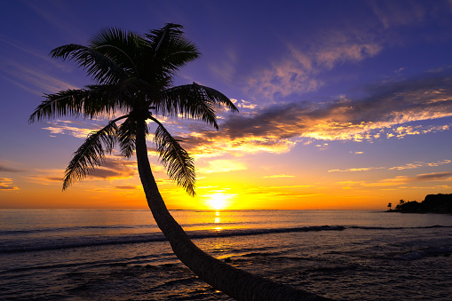 Beautiful Sunset on a Hawaiin beach with palm trees