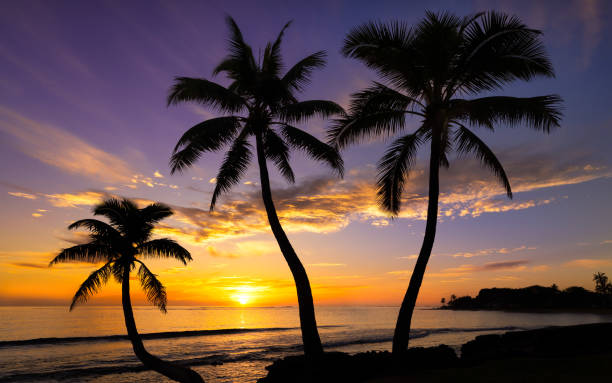 bellissimo tramonto su una spiaggia hawaiana con palme - maui beach palm tree island foto e immagini stock