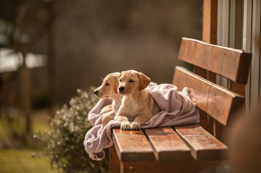 Group of carefree Labrador retriever puppies spending first day outdoor and exploring world beyond walls while sitting on bench wrapped in pink blanket.
Puppies are adopted and raised by people from the first day of their lives. In my portfolio you can find a lot of footages and photos from different periods of their lives