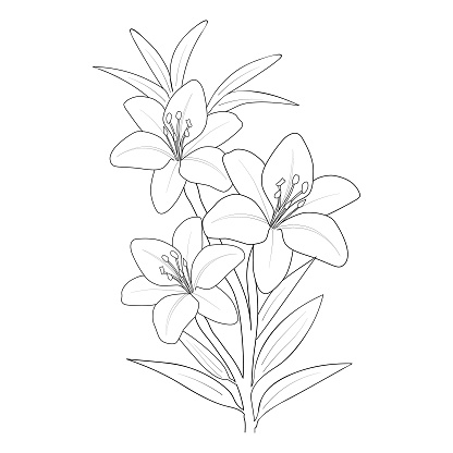 This is a vector flower drawing. Adobe illustrator 10 versions, easy to work, is best for coloring page print on demand on others' works,