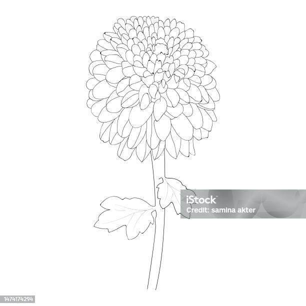 Dhalia Flower Drawing Realistic Dahlia Flower Drawing Dahlie Pencil Art