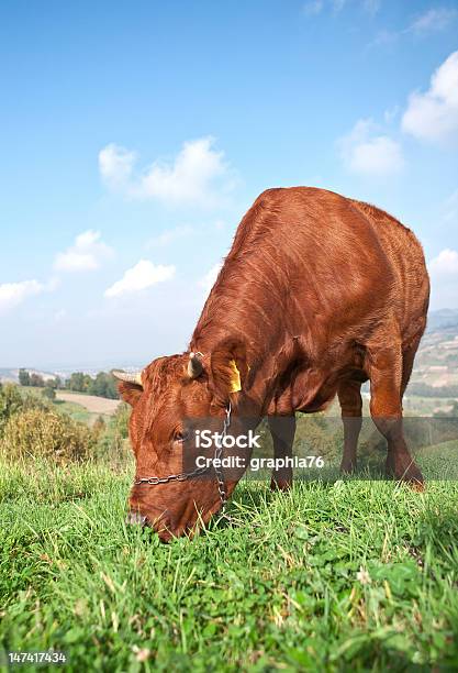 Photo libre de droit de Vache Brune Dans Le Champ banque d'images et plus d'images libres de droit de Agriculture - Agriculture, Animaux domestiques, Bleu